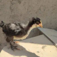 مرغ و جوجه گلین