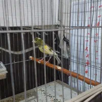 قناری نر، ریزه خونی میکنه