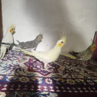 پنج عدد عروس هلندی تخم گذار