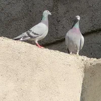 کبوتر پلاکی مسافتی