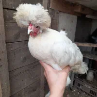 زینتی، گلین، لهستانی بلو، برهما|حیوانات مزرعه|رودسر, |دیوار