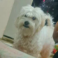 سگ پاکوتاه