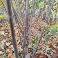 نهالستان بهاری کهریز|خدمات باغبانی و درختکاری|انزل, |دیوار