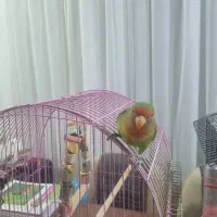 فروش طوطی برزیلی صورت هلویی در جم|پرنده|جم, |دیوار