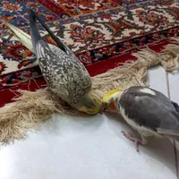 عروس هلندی|پرنده|تهران, نبی اکرم|دیوار