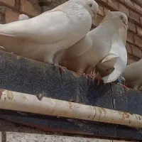 سفید ارکی|پرنده|بندر ماهشهر, |دیوار