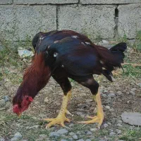 خروس لاری سن یکو نیم سال همه جوره سالم|حیوانات مزرعه|نوشهر, |دیوار