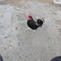 خروس