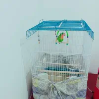 طوطی بزریلی همراه با قفس سالم و سلامت قیمت مناسب|پرنده|تهران, سهروردی|دیوار