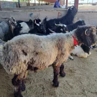 قوچ بذری