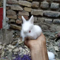 بچه خرگوش بازیگوش