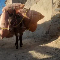 سلام قاطرماده سن ۲سال ۸ماه هدود