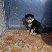 سگ ژرمن شولاین هاسکی مالاموت پیت بول|خدمات پیشه و مهارت|پیربازار, |دیوار