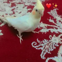 عروس هلندی|پرنده|مشهد, شهید قربانی|دیوار