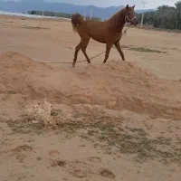 مادیان|حیوانات مزرعه|وحدتیه, |دیوار