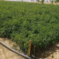 نهال گل محمدی