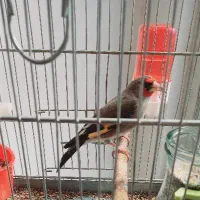 سهره دورگ کرمانی نر دوساله رام رام