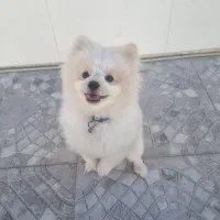 واگذاری پامر خرسی|سگ|مرودشت, ژیان|دیوار