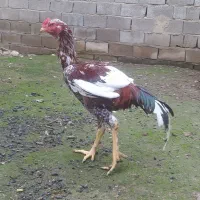 خروس لاری افغان|حیوانات مزرعه|ساری, |دیوار