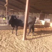 گوساله نرمشکی،جنگه،گاو|حیوانات مزرعه|شیراز, جرسقان|دیوار