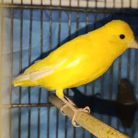 قناری ماده جفتی