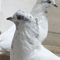 ماده کله دم سبز
