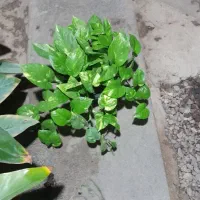 گل خانه باران گل های آپارتمانی