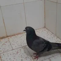 کبوتر