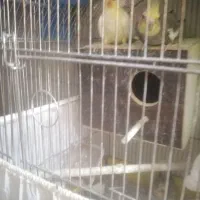 جفت عروس هلندی