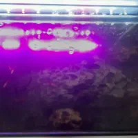 آکواریوم شیشه خم|ماهی|ری, سیزده آبان|دیوار