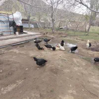 مرغ وخروس واردک اسرائیلی