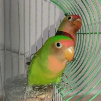 طوطی برزیلی