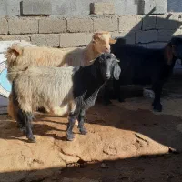 بز خشک و مراسمی