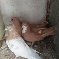 کبوتر|پرنده|کرمان, |دیوار