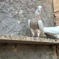 طوقی|پرنده|قم, شهرک فاطمیه|دیوار