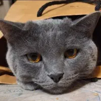 بریتیش بلوی پسر