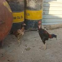 فروش خروس و مرغ