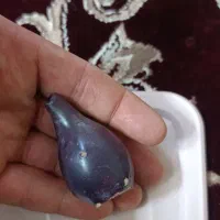 میوه کاکتوس  با خواص فراوان