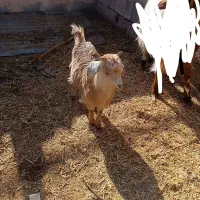 فروش یک راس بزغاله ماده سالم پنج ونیم