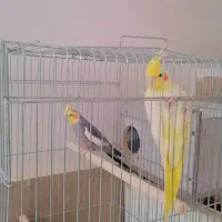 یک جفت عروس هلندی مولد|پرنده|شیراز, شاپورجان|دیوار