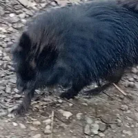 سگ پا کوتا پامر نر بالغ|سگ|بابل, |دیوار