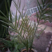 گل با گلدان بزرگ سفالی|گل و گیاه طبیعی|اهر, |دیوار