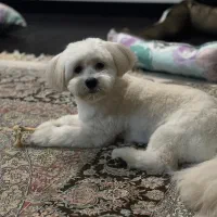 سگ گمشده|حیوانات|بندرعباس, |دیوار