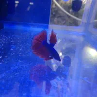 ماهی فایتر نر و ماده کالر گوپی وانجل