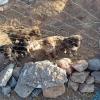 توله سگ|سگ|شیروان (خراسان), |دیوار