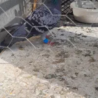 سبز المانی سرهال|پرنده|نگین شهر, |دیوار