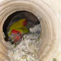 فروش چهار جفت طوطی برزیلی مولد درجه یک|پرنده|اشکنان, |دیوار