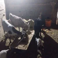 سه عدد بز فروشی