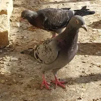 جوجه المانی به شرت ذات