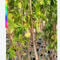 باغبانی هرس سم پاشی